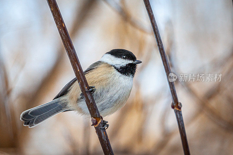 黑头山雀(Poecile atricapillus)，黑帽山雀，Cabecinegro。